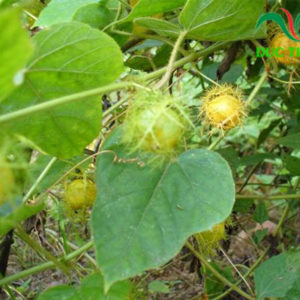 cây lạc tiên