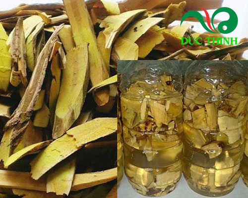 Cây mật gấu ngâm rượu