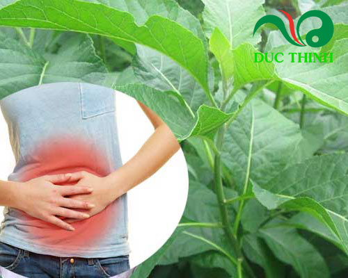 Cây mật gấu trị viêm loét dạ dày