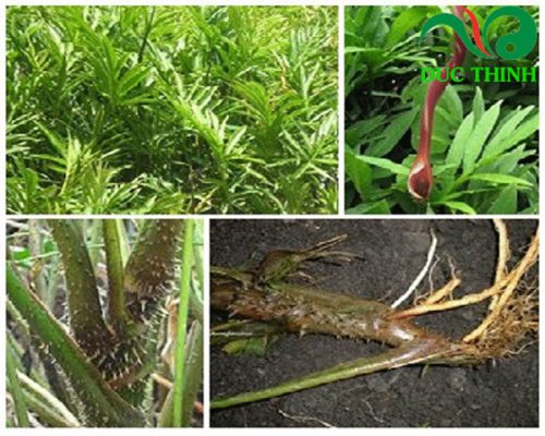 Củ móp gai hỗ trợ điều trị viêm gan