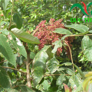 cây muối