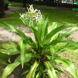 cây náng hoa trắng