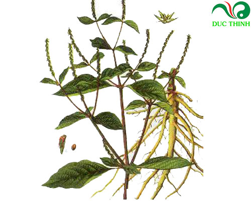 Cây ngưu tất có tác dụng gì?