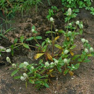 Cây nở ngày đất thảo dược Đức Thịnh giá bao nhiêu tiền 1kg?