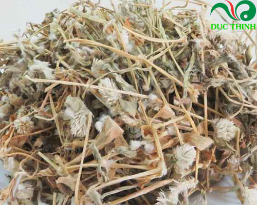 Cách sử dụng cây nở ngày đất