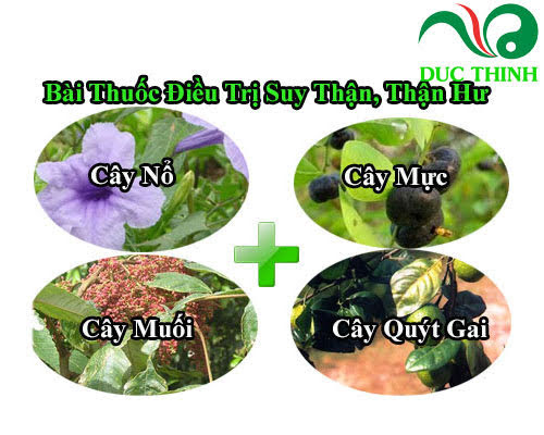Cây quýt gai hỗ trợ điều trị suy thận hiệu quả