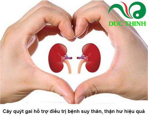 cây quýt gai hỗ trợ điều trị suy thận hiệu quả