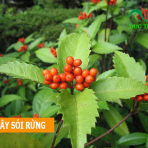 cây sói rừng