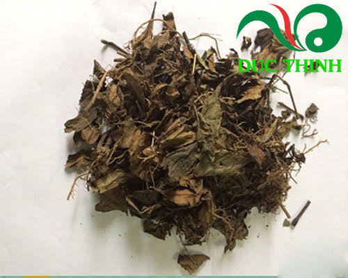 Cây sói rừng khô