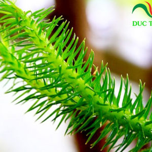 cây thông đất