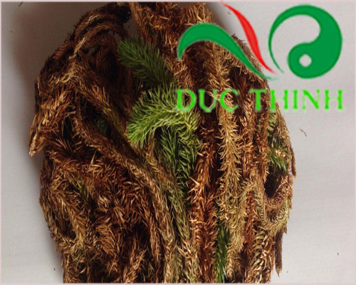 Cách sử dụng cây thông đất chữa teo não