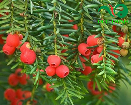 tiinh dầu thông đỏ