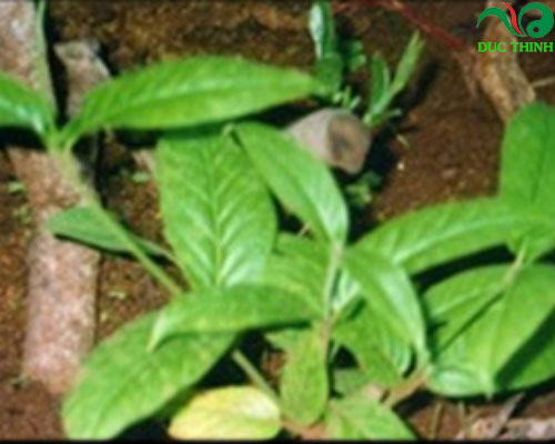 cây tơm trơng