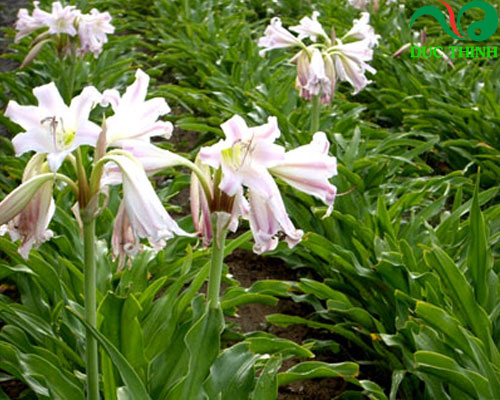 trinh nữ hoàng cung có tác dụng gì