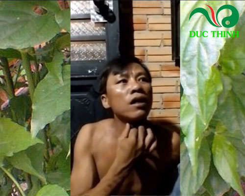 Anh Đại chia sẽ câu chuyện chữa ung thư từ cây xương khỉ