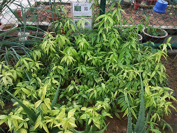 Cây xương khỉ được dùng làm thuốc để trị nhiều bệnh trong đó có bệnh gan