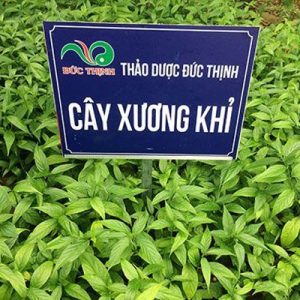 Cây xương khỉ tại thảo dược Đức Thịnh được trồng chuẩn VietGap