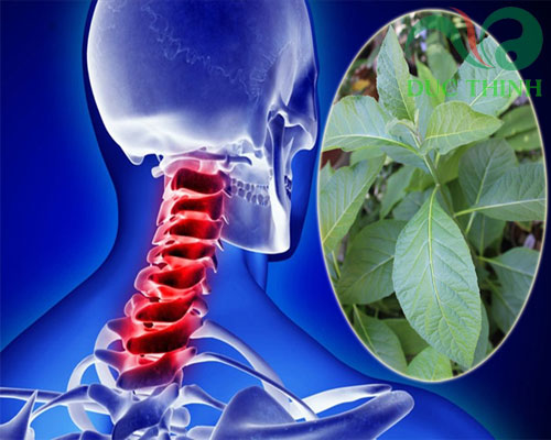 cay_mat_gau_tri_dau_nhuc_xuong_khop