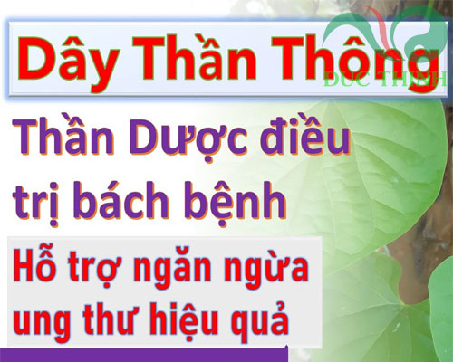 cay_than_thong_ngan_ngua_ung_thu