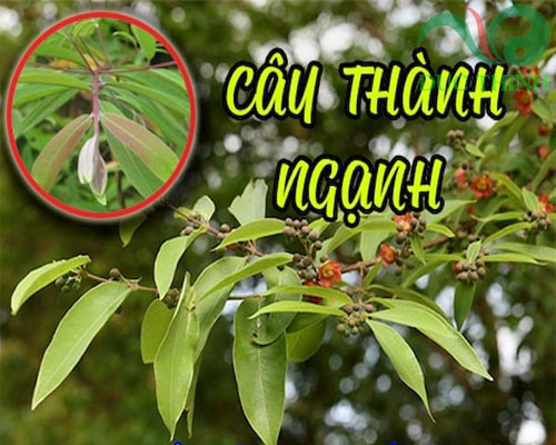 cay_thanh_nganh