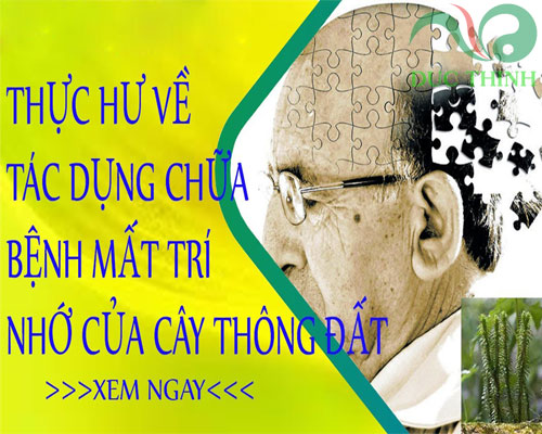 cay_thong_dat_ho_tro_chua_suy_giam_tri_nho