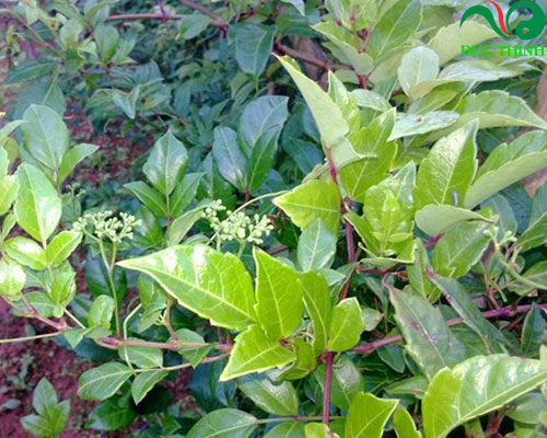 Chè dây có tác dụng gì?