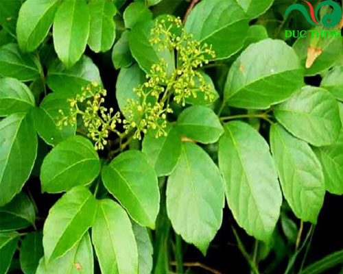 Cách sử dụng chè dây Sapa