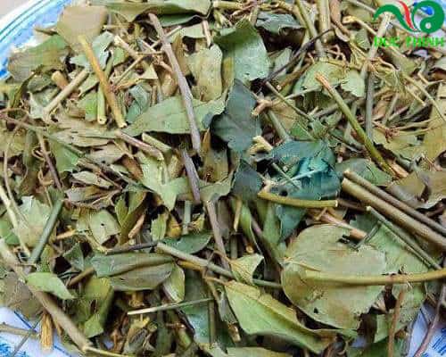Chè vằng có tác dụng gì?
