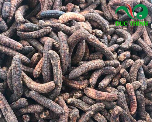 Chuối hột rừng chữa sỏi thận