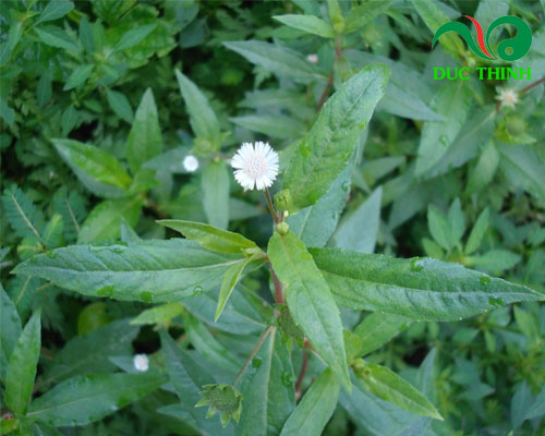 Tổng hợp những cây thuốc nam chữa bệnh gan 2020