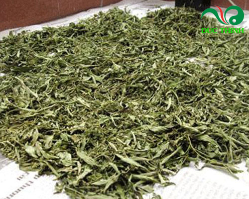 công dụng cây ngải cứu