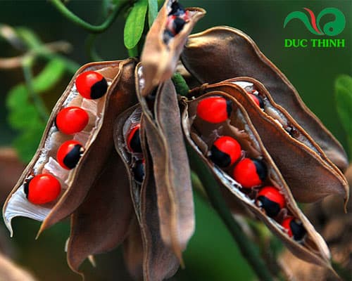 Cam thảo dây có tác dụng gì? độc tính của nó như thế nào?