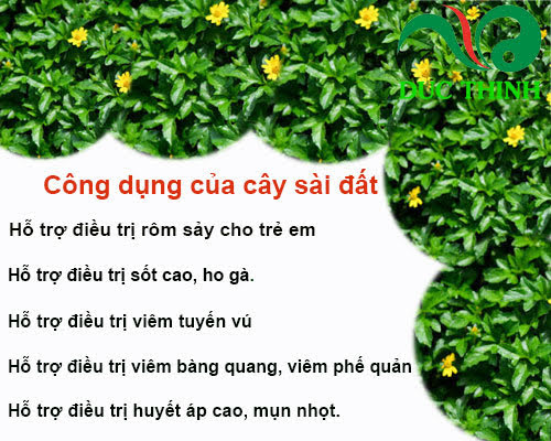 cây sài đất