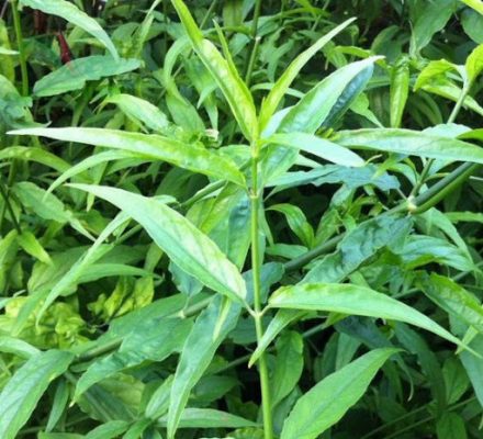 Cây mảnh cộng là tên gọi khác của cây xương khỉ có nhiều công dụng dược lý