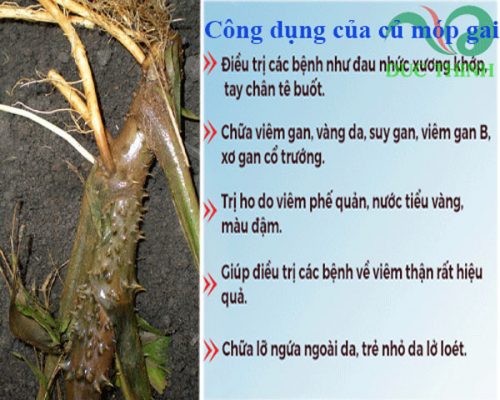 Công dụng của củ móp gai