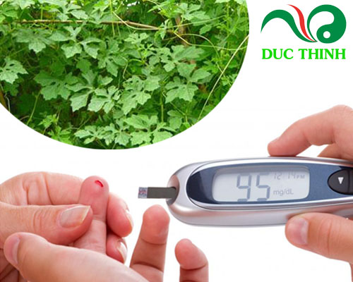 Dây khổ qua rừng trị bệnh tiểu đường