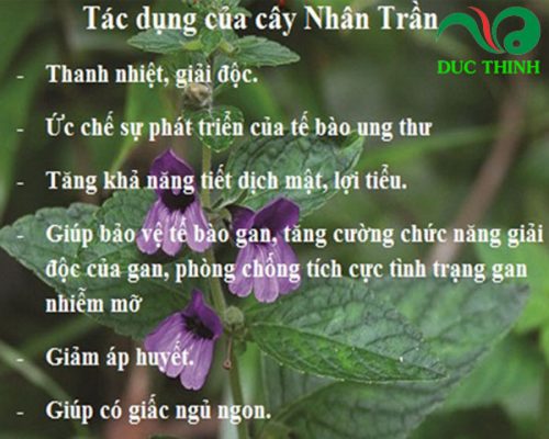 Nhân trần nam