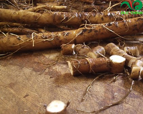 Rễ bồ công anh mua ở đâu