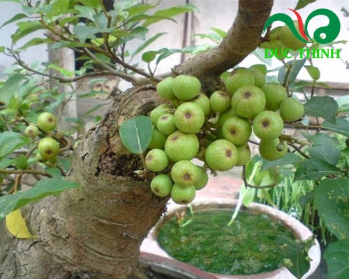 Công dụng của sỏi mật trái sung
