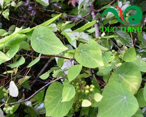 Củ dòm có tác dụng gì