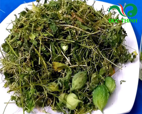 dây khổ qua rừng có tác dụng gì