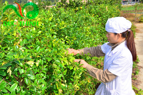 Dây thìa canh có tác dụng gì?