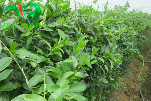 dây thìa canh mua ở đâu