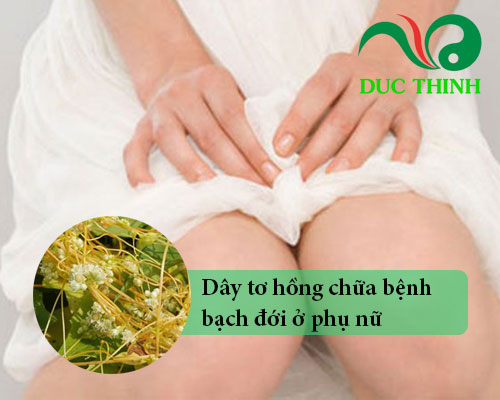Dây tơ hồng chữa bệnh bạch đới ở phụ nữ