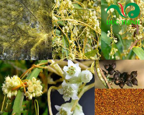 Bài thuốc từ dây tơ hồng