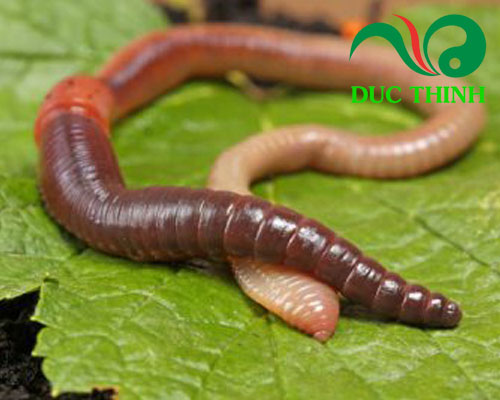 Địa long trị chứng co giật hiệu quả