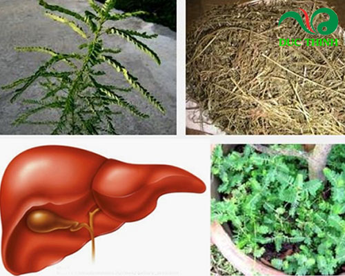 Diệp hạ châu chữa bệnh gì