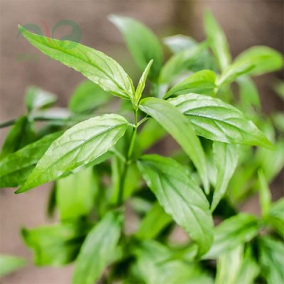 Nên dùng cây xương khỉ cho đúng đối tượng người bệnh thì mới hiệu quả