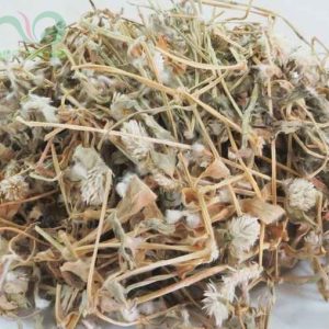 Đối tượng sử dụng cây nở ngày đất hiệu quả