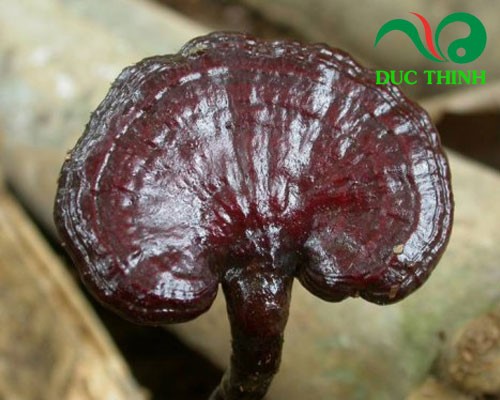 Giá nấm lim xanh
